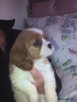 Cavalier King Charles Spaniel dogs HEALTH TESTED PARENTS King Charles cavalier pups - Advert 4