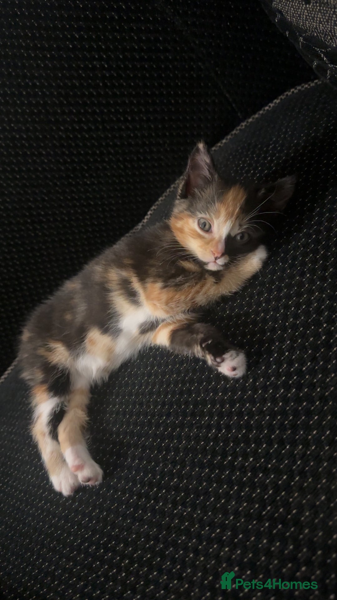 Mixed Breed cats for sale: Cute kittens  - Advert 3