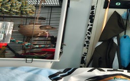 Rat rodents for sale: 2 female rats  - Image 6