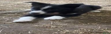 Border Collie 1