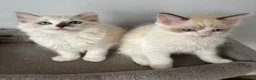 Ragdoll cats for sale:  (1 boy left) TICA REGISTERED, PUREBRED RAGDOLLS - Advert 9