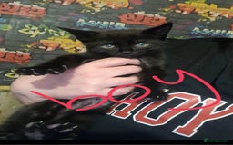 Mixed Breed cats for sale: Kittens  - Image 2