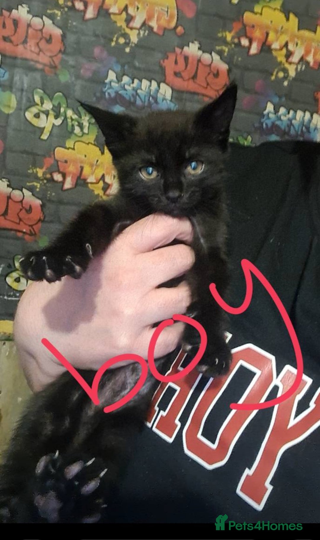 Mixed Breed cats for sale: Kittens  - Image 2