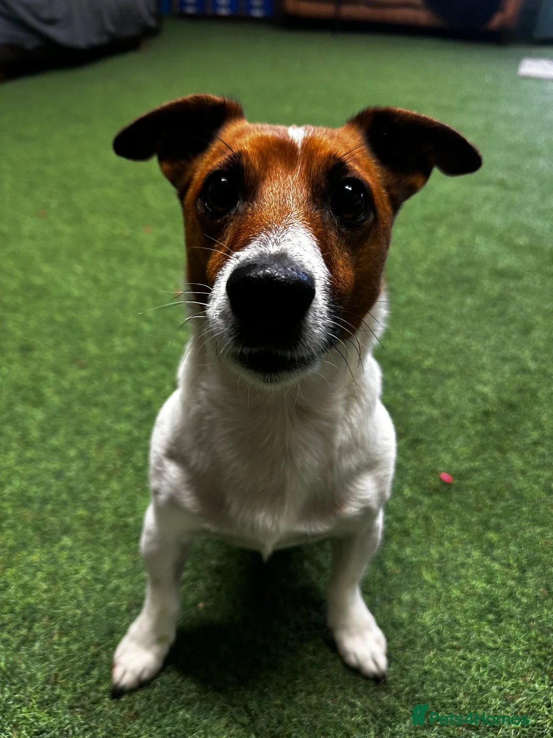 Jack Russell dogs for stud: Jack Russel stud  - Advert 2