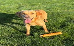 Labrador Retriever dogs for sale: Brockwell Gundogs  - Image 11