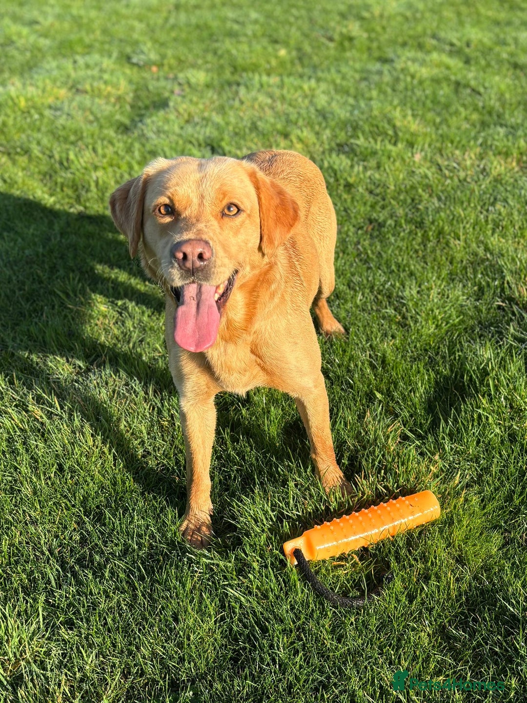 Labrador Retriever dogs for sale: Brockwell Gundogs  - Image 11