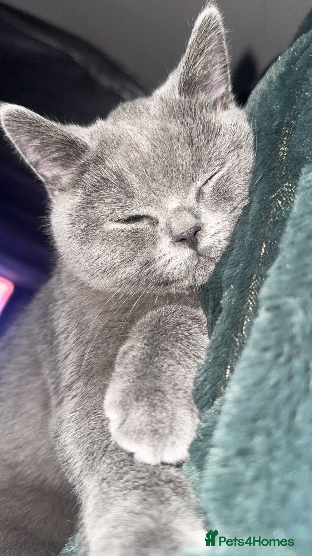 British Shorthair cats Meet stitch  - Advert 18