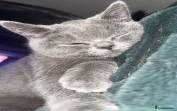 British Shorthair cats for sale: Meet stitch  - Image 1