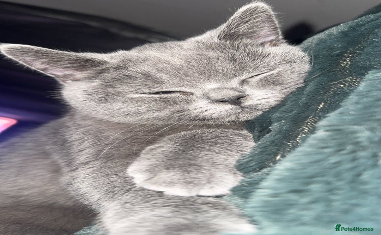 British Shorthair cats - Advert 11