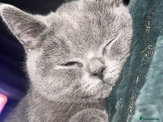 British Shorthair cats - Advert 32