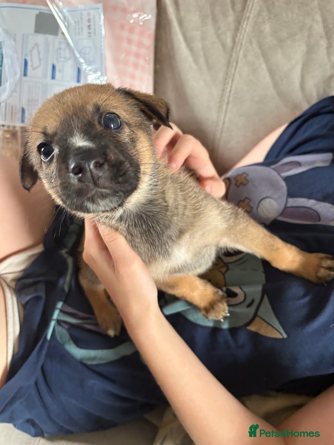 Mixed Breed dogs for sale: Lurcher x German Shepard puppies forsale - Image 11