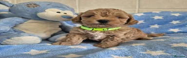 Maltipoo 3