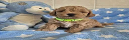 Maltipoo dogs for sale: Beautiful Maltipoo Puppies - Advert 11