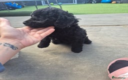 Maltipoo dogs for sale: Maltipoo puppies ready now  - Image 21