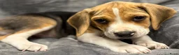 Beagle dogs for sale: 6 girl beagle pups waiting for their forever home in Treharris - Advert 4