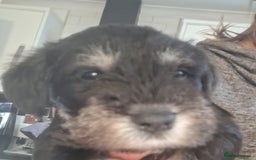 Miniature Schnauzer dogs for sale: 3 adorable miniature schnauzer puppies  - Image 1