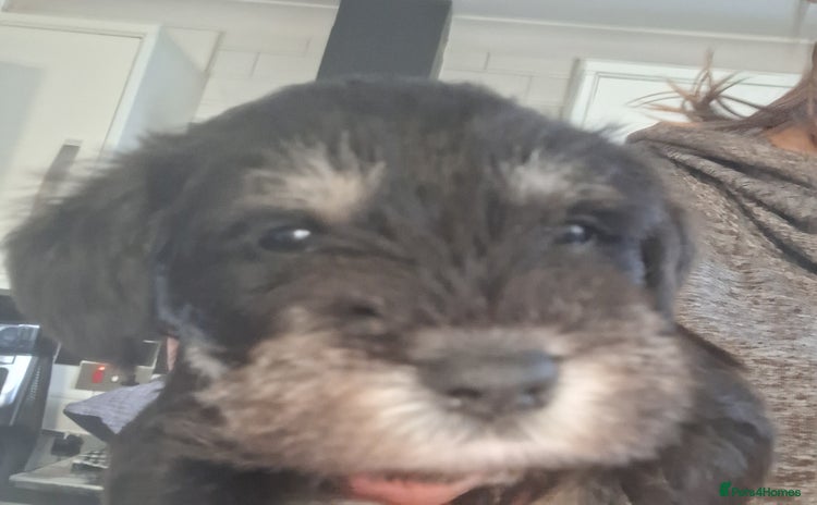 Miniature Schnauzer dogs - Advert 3
