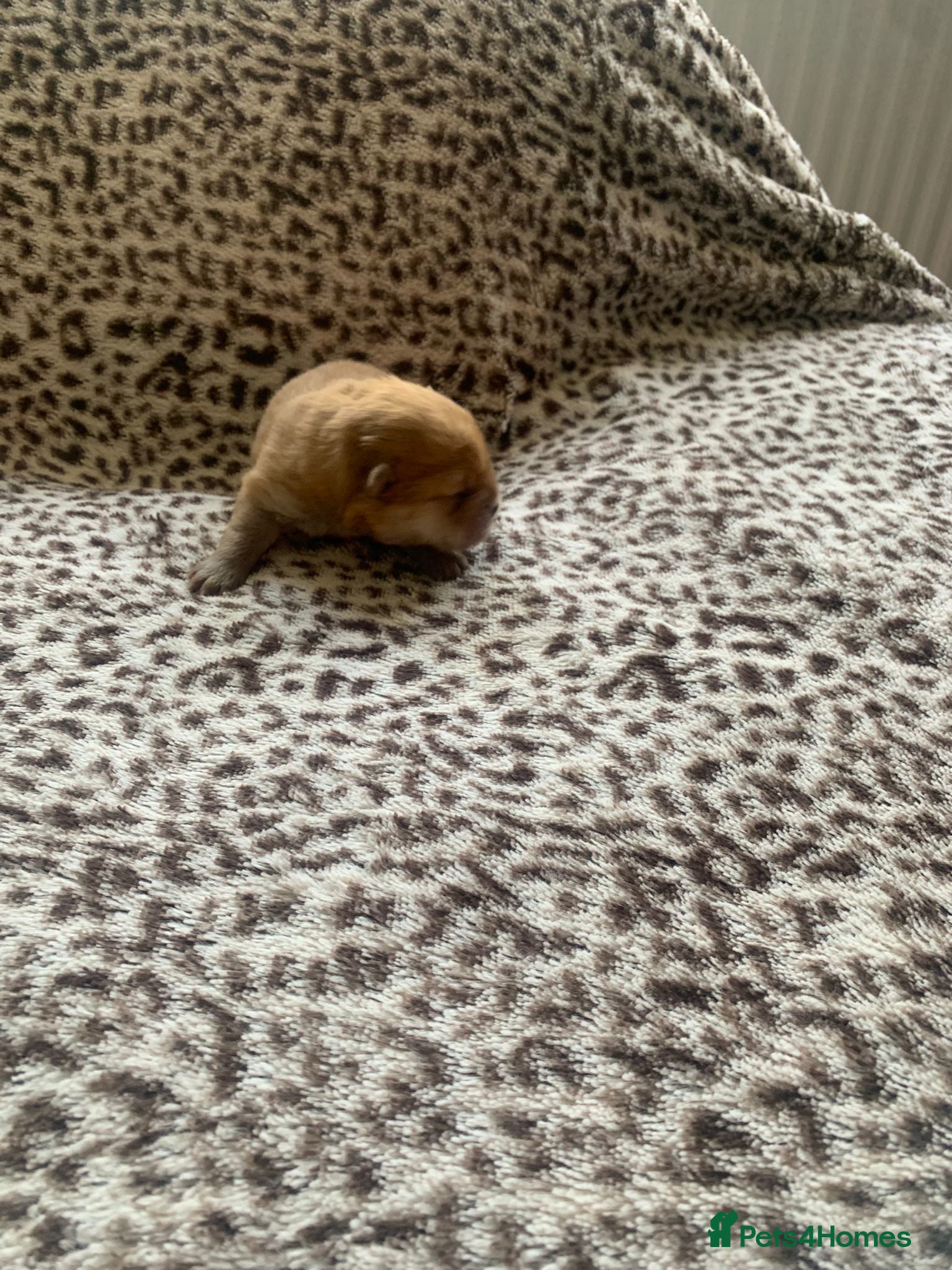 Chow Chow dogs for sale: Choclate/lilac Chow chow puppies - Advert 27