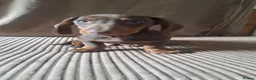 Dachshund dogs for sale: beautiful puppies  - Advert 5