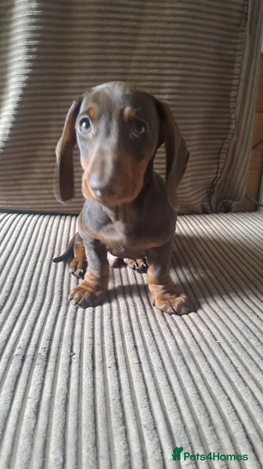 Dachshund dogs for sale: beautiful puppies  - Advert 5