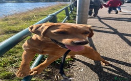 Labrador Retriever dogs for sale: Kc fox red Labrador puppies ready this weekend - Image 2