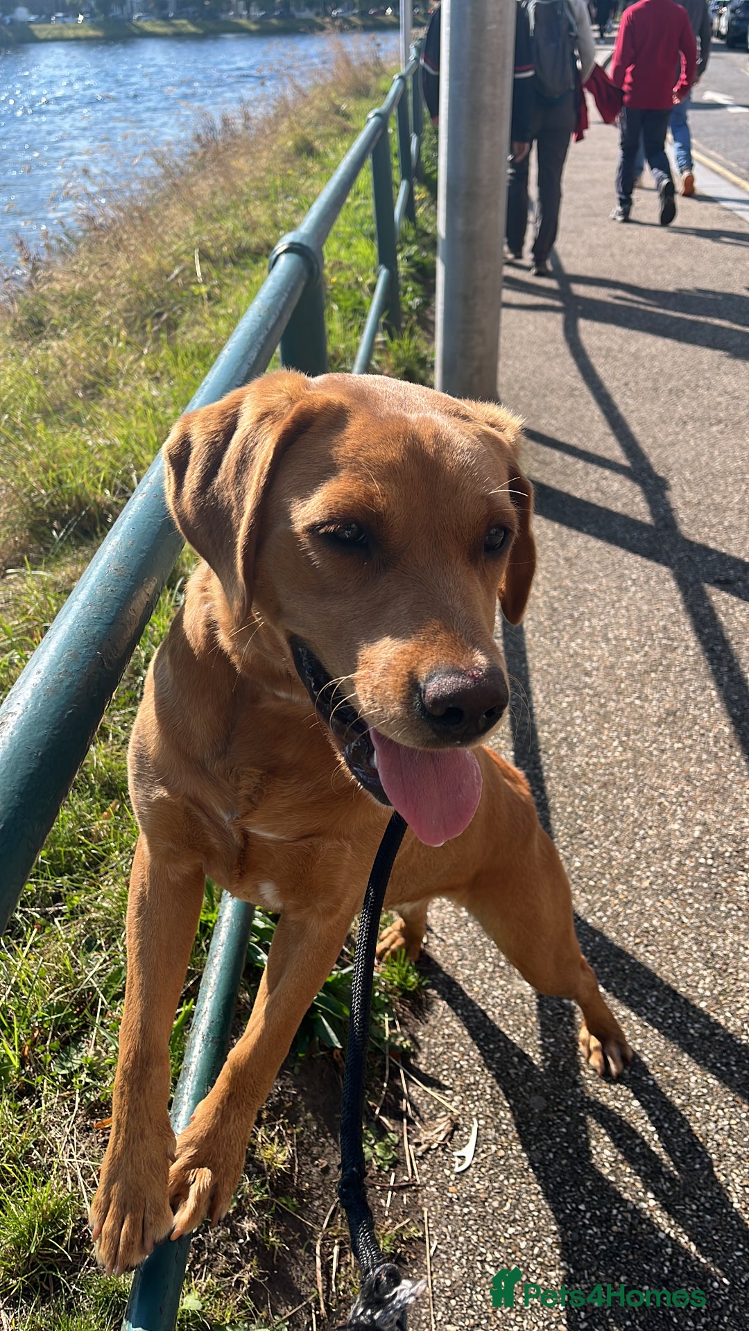 Labrador Retriever dogs for sale: Kc fox red Labrador puppies ready this weekend - Image 2