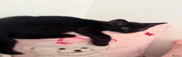 Aegean cats for sale: Adorable black kitten - Advert 2