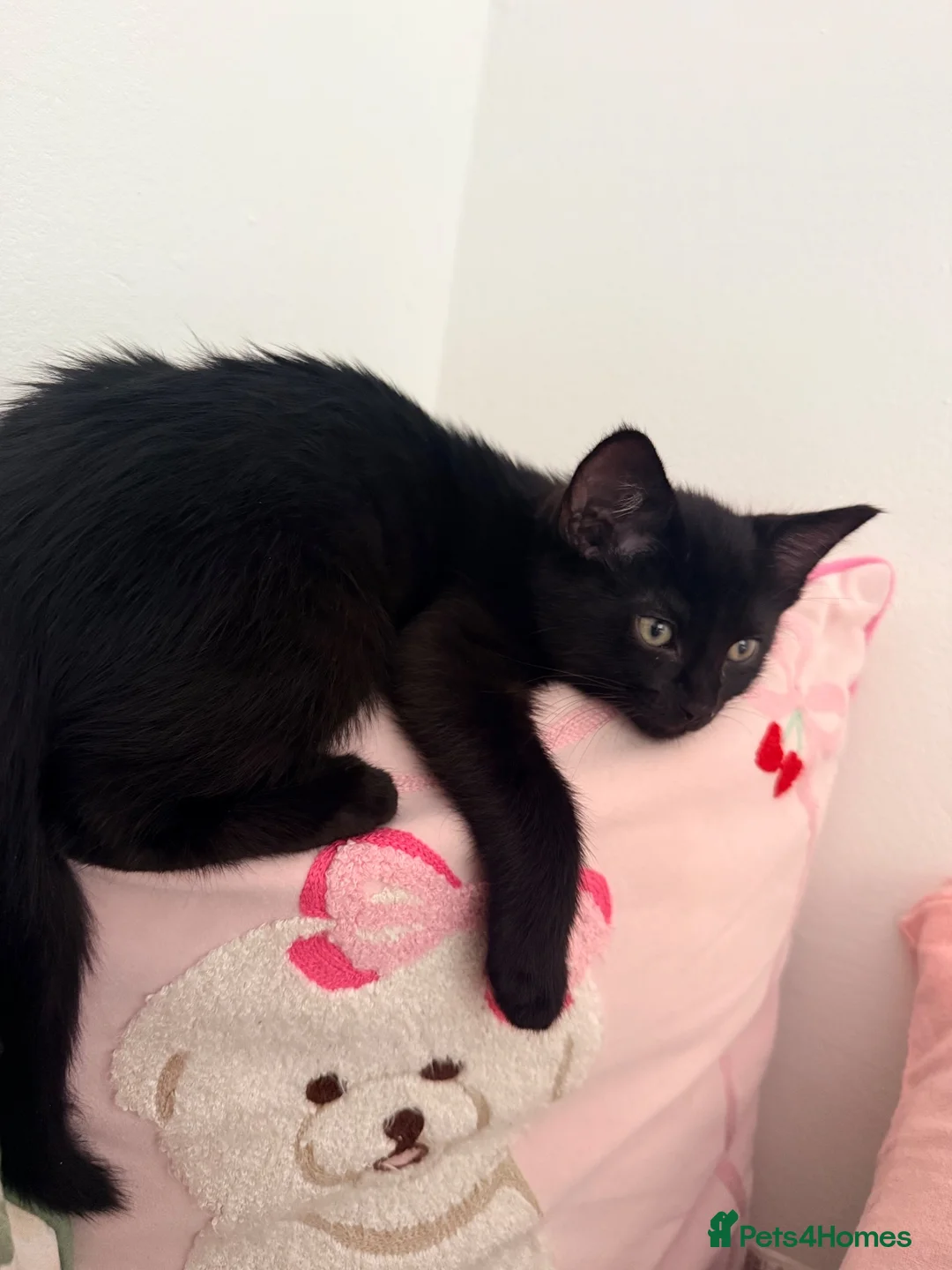 Aegean cats for sale: Adorable black kitten - Advert 2