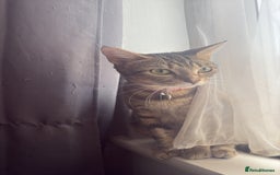 Domestic Shorthair cats for sale: kittens for sale❤️ - Image 7