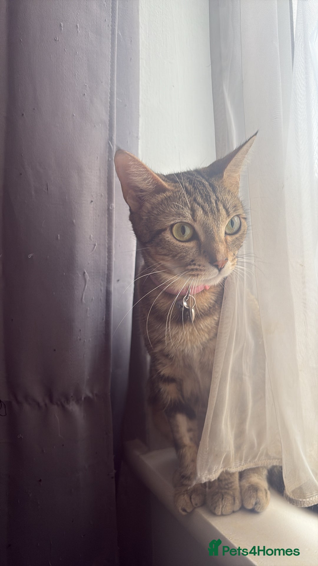 Domestic Shorthair cats for sale: kittens for sale❤️ - Image 7