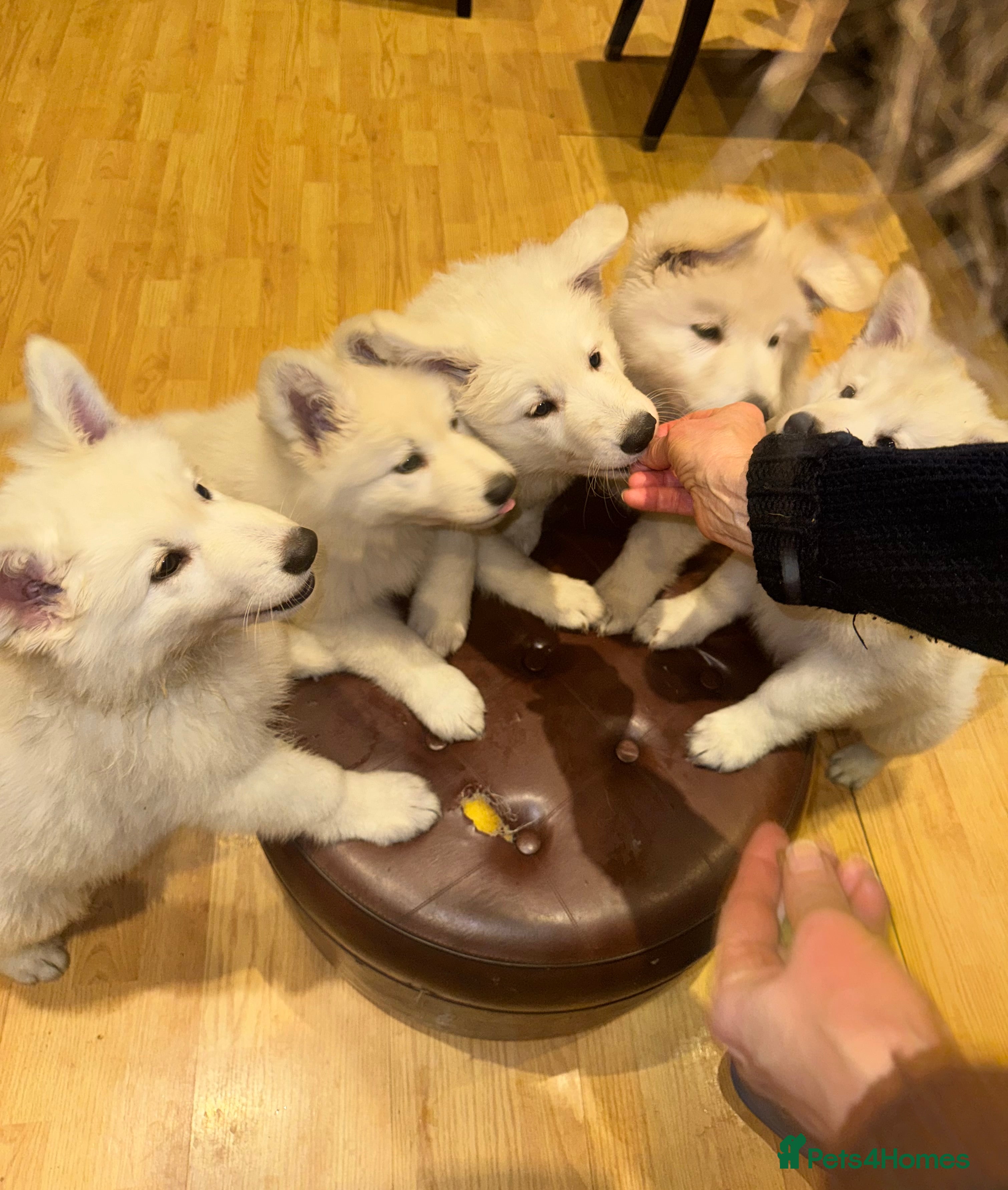 White Swiss Shepherd dogs Beautiful white Swiss shepherd  - Advert 3