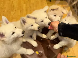 White Swiss Shepherd dogs Beautiful white Swiss shepherd - Advert 3