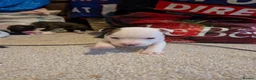 Mixed Breed dogs for sale: 8 staffy x English bull terrier puppies - Advert 12