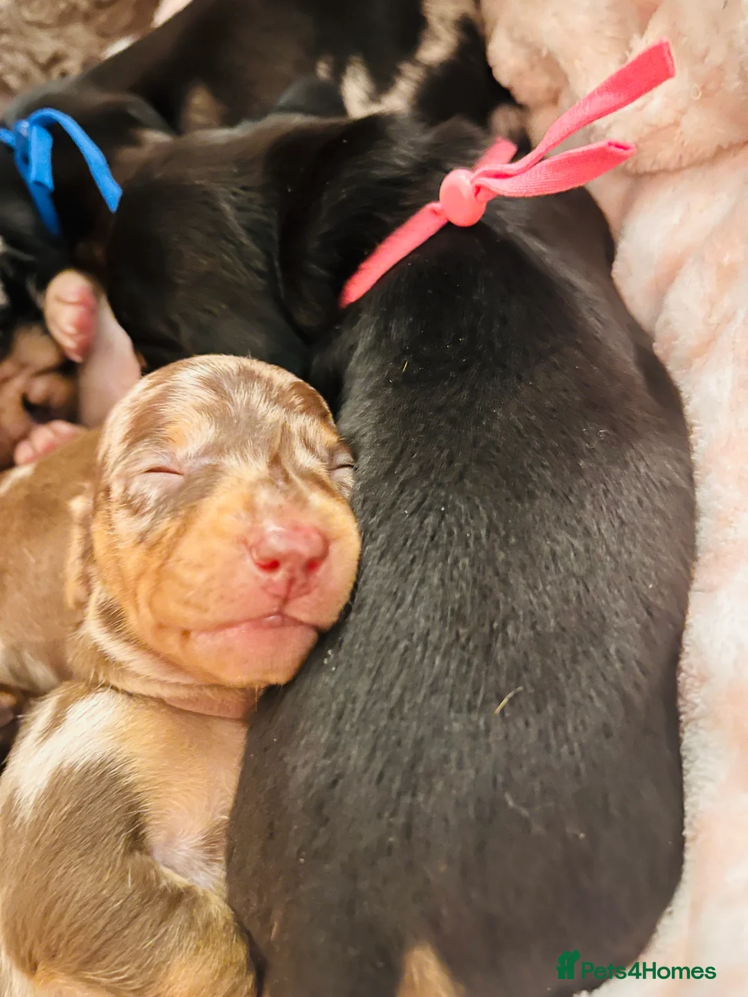 Miniature Dachshund dogs for sale: 7 mini dachshunds Exeter Devon  - Advert 17