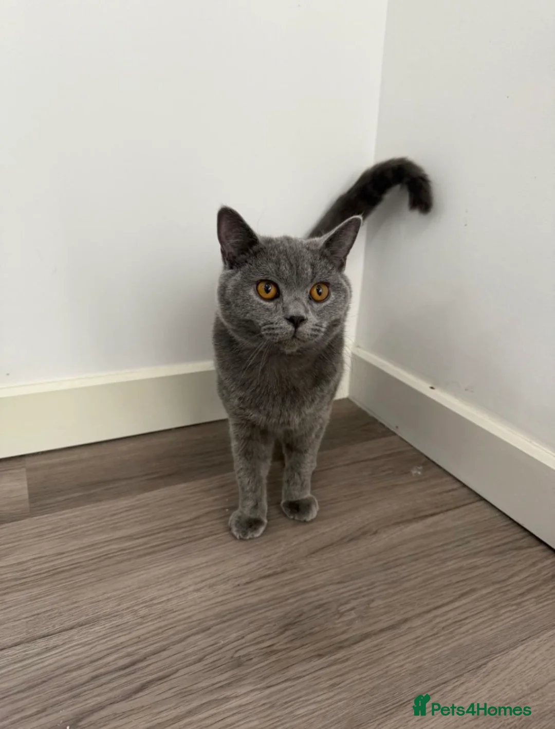 British Shorthair cats for sale: Gccf male  - Advert 3