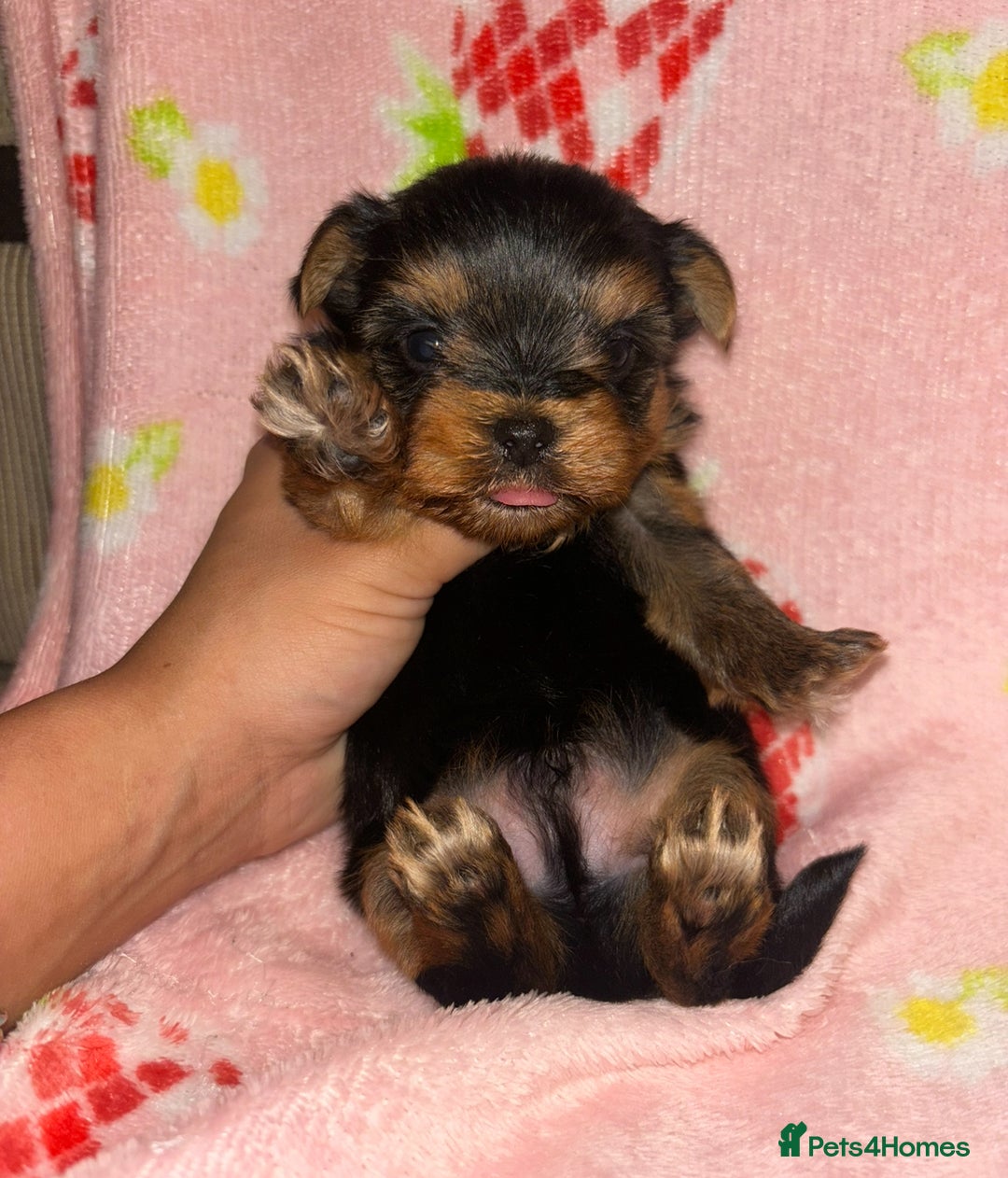 Yorkshire Terrier dogs for sale: Beautiful pure Yorkshire terriers puppy’s  - Advert 20