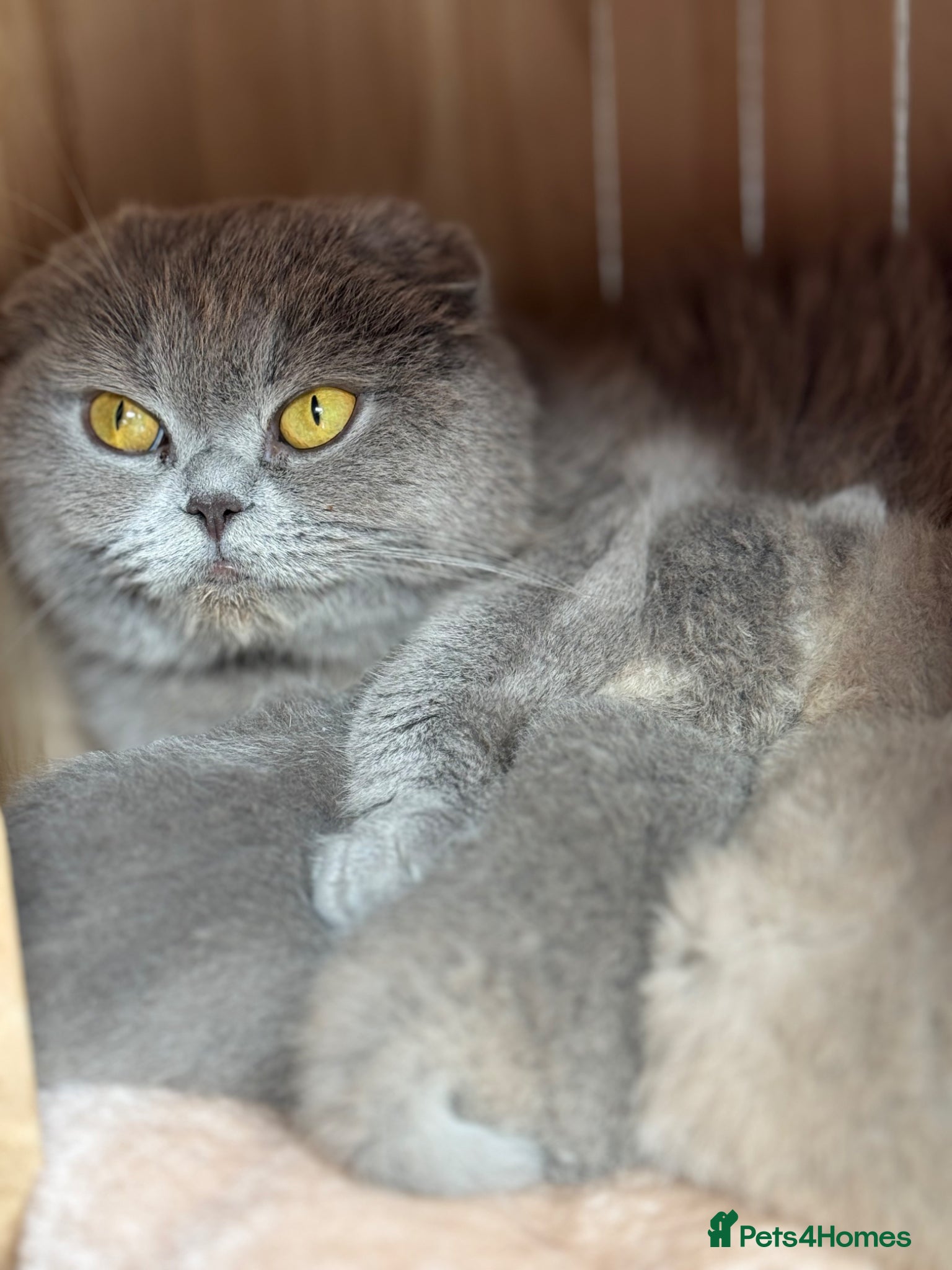 Scottish Fold cats Tica Scottish fold kittens - Advert 1