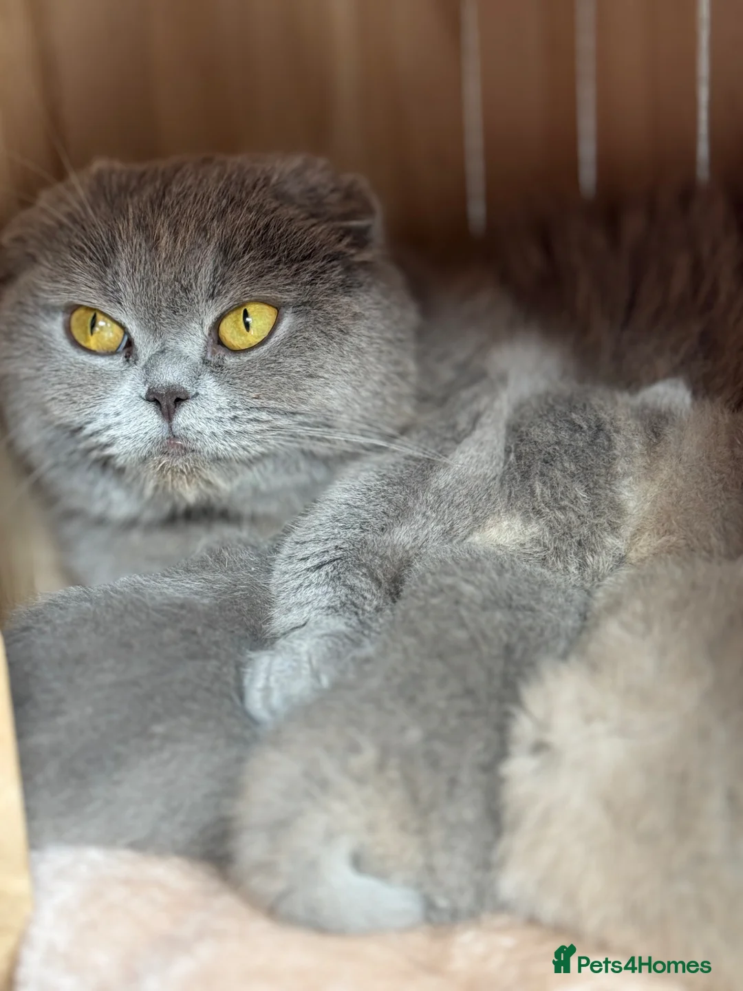 Scottish Fold cats for sale: Tica Scottish fold kittens - Advert 1