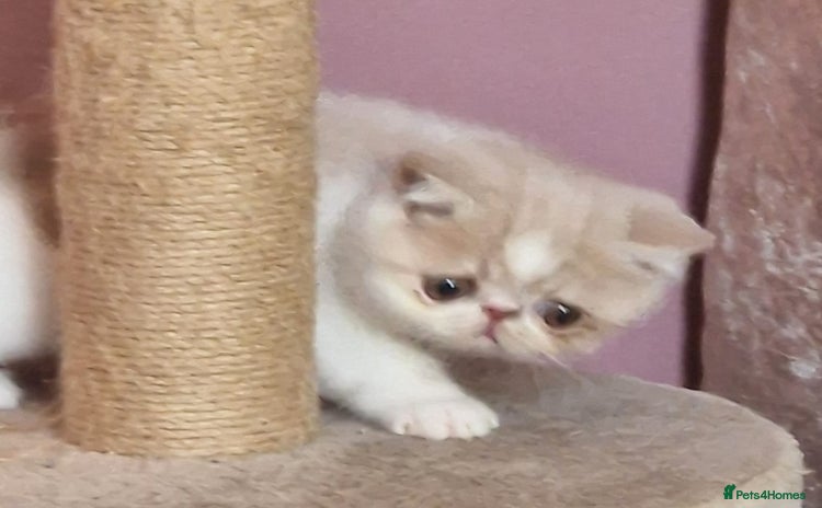 Exotic cats OUTSTANDING  QUALITY EXOTIC  KITTENS - Advert 3