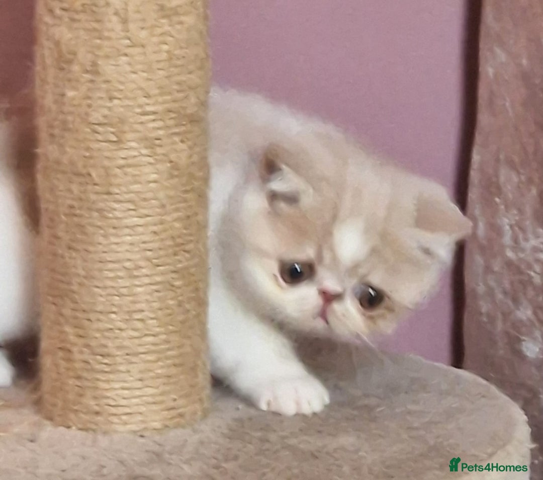 Exotic cats for sale: OUTSTANDING  QUALITY EXOTIC  KITTENS - Advert 8