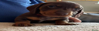 Miniature Dachshund 1