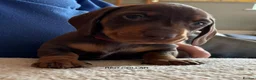 Miniature Dachshund dogs for sale: Adorable litter of Miniature Dachshund Puppies - Advert 17