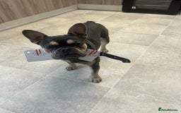 French Bulldog dogs for sale: Pedigree French Bulldog  - Image 4