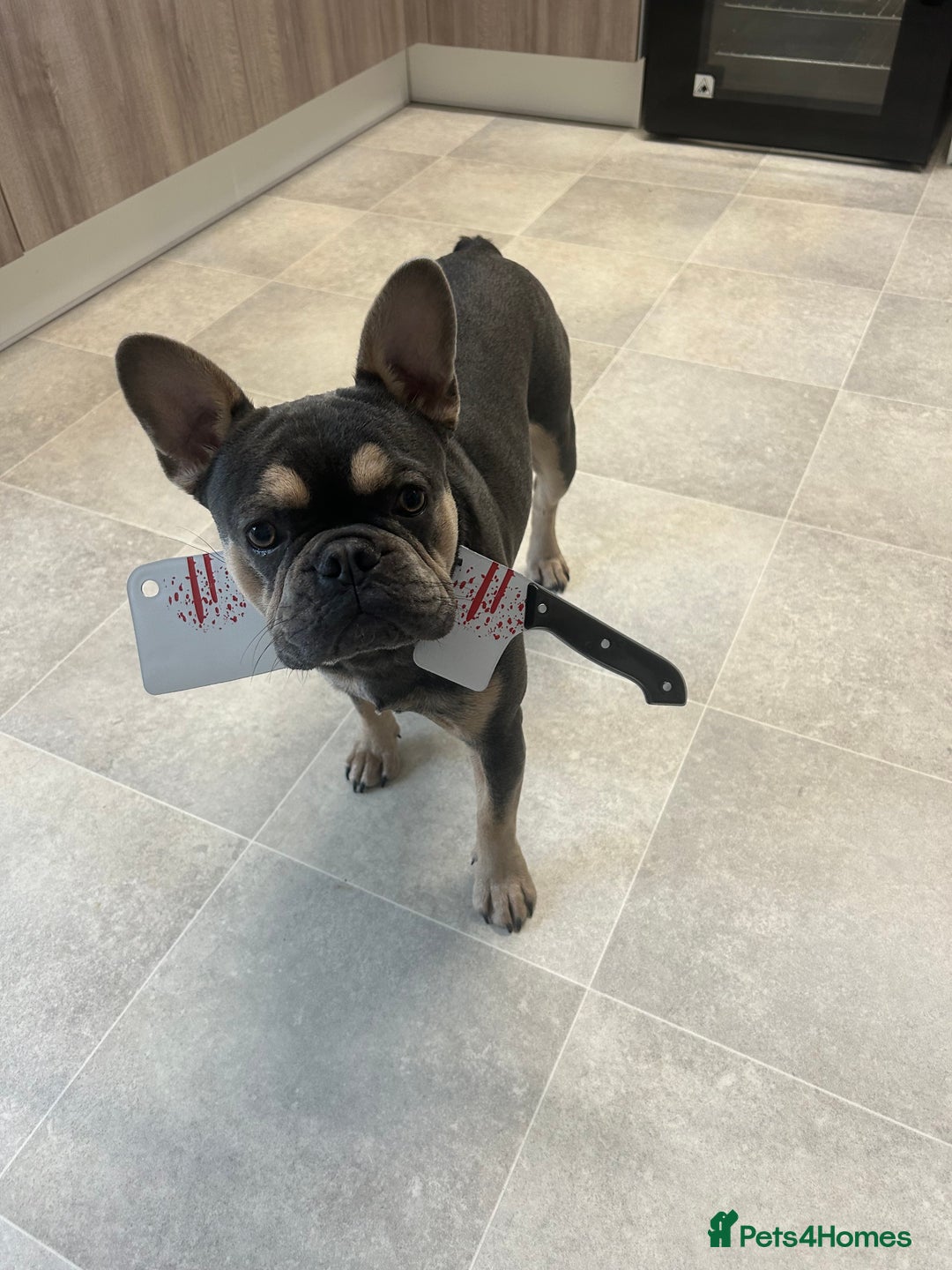 French Bulldog dogs for sale: Pedigree French Bulldog  - Image 4