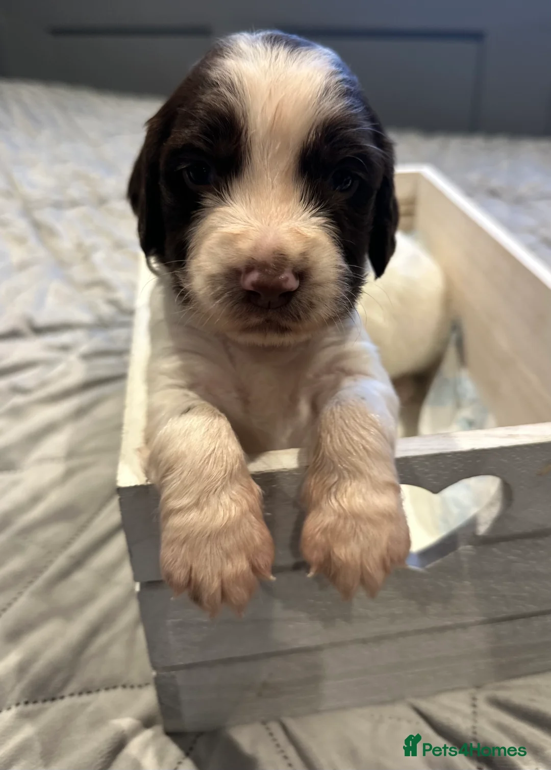 English Springer Spaniel dogs for sale: Kc registered working English springer spaniels  - Advert 3