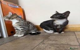 Mixed Breed cats for sale: Kittens for sale  - Image 7