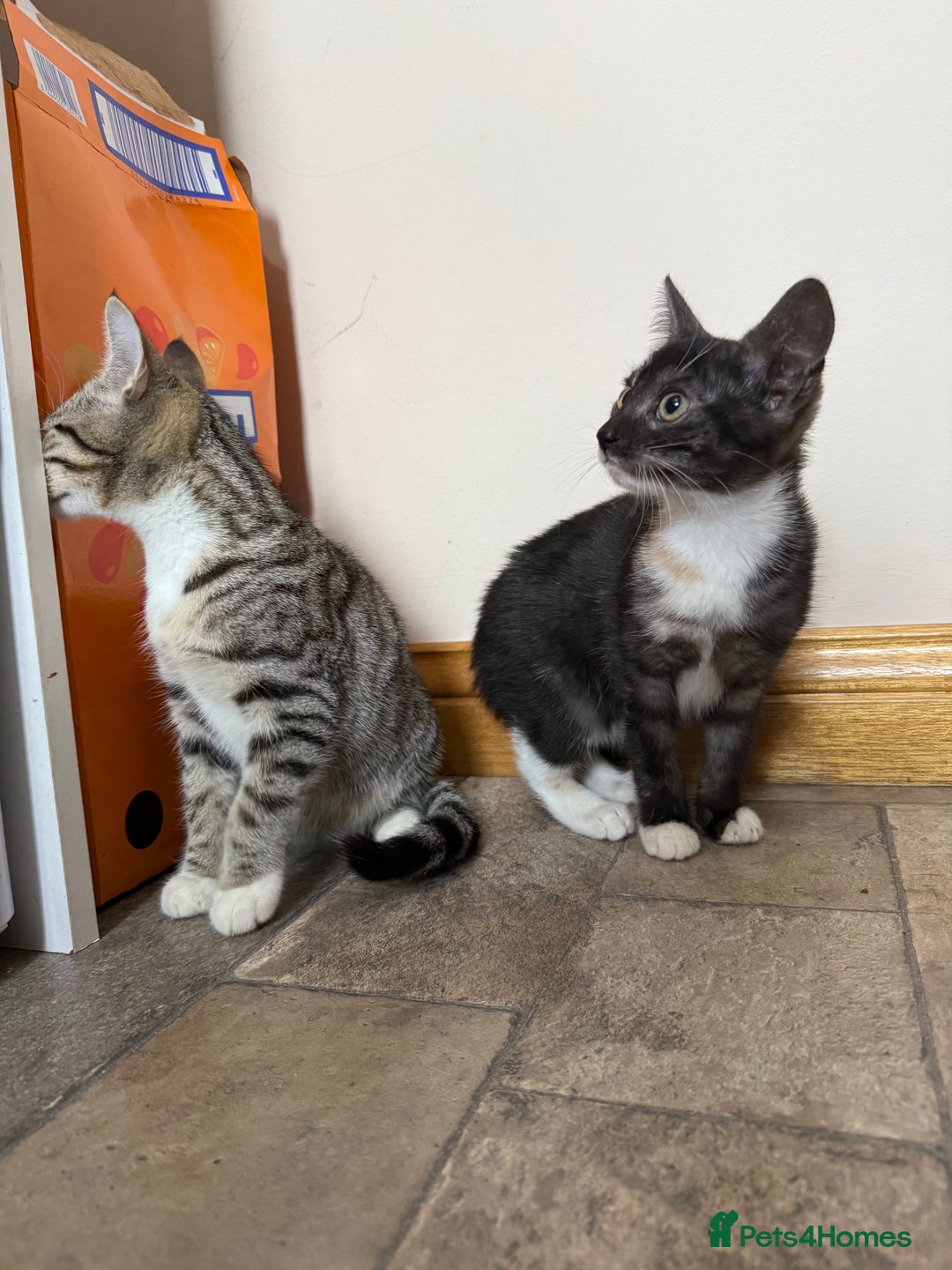 Mixed Breed cats for sale: Kittens for sale  - Image 7