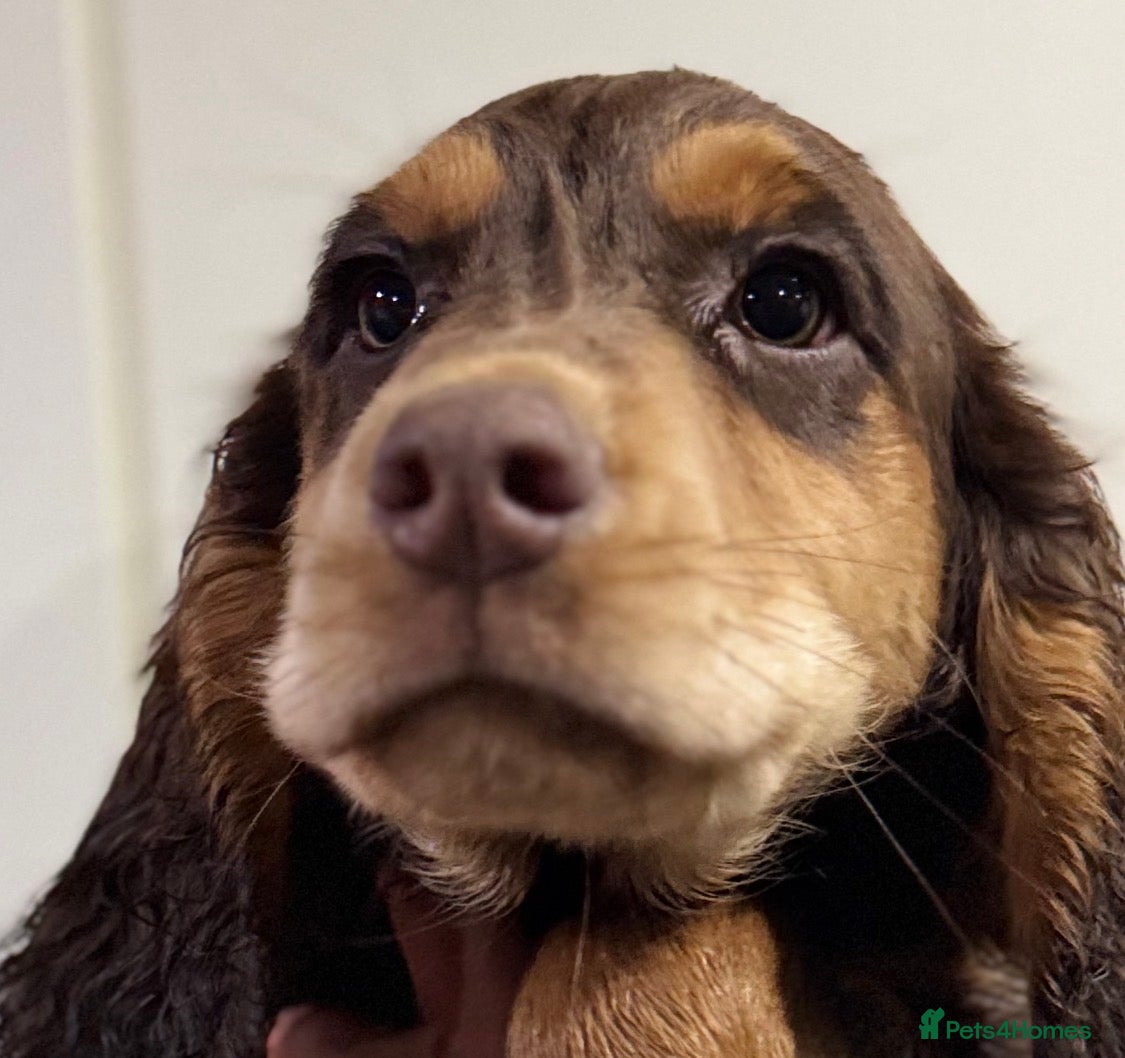 Sprocker dogs Healthy checked DNA clear stunning happy pups - Advert 1