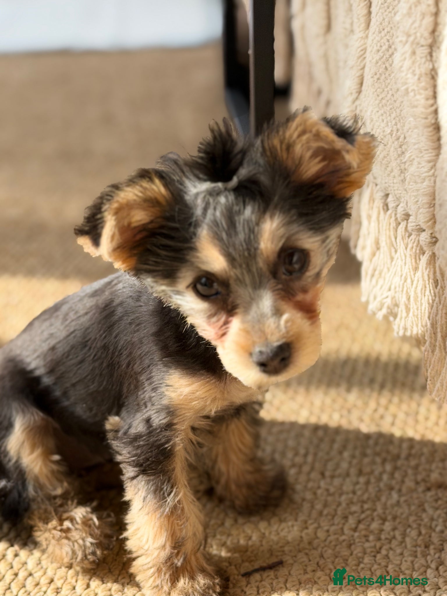 Yorkshire Terrier dogs Lola 3 months old yorkie  - Advert 7