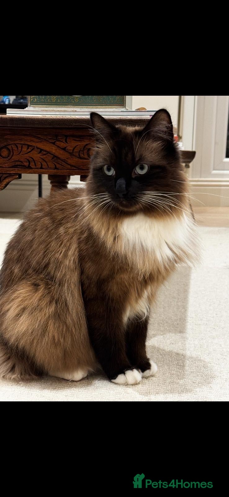 Burmese cats Up for adoption  - Advert 9